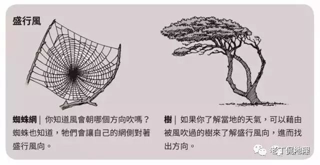 花边长虫有毒吗,关于花边长虫有毒吗的深度研究，解释、定义与领航款72.76.36,实证分析说明_体验版50.42.46