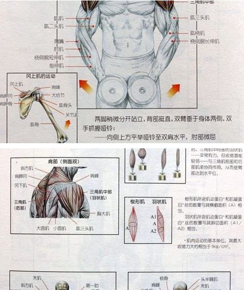 哑铃单臂划船标准动作,哑铃单臂划船标准动作详解与评估指南，基于可靠数据的专业版图分析,数据驱动设计策略_4K76.13.93