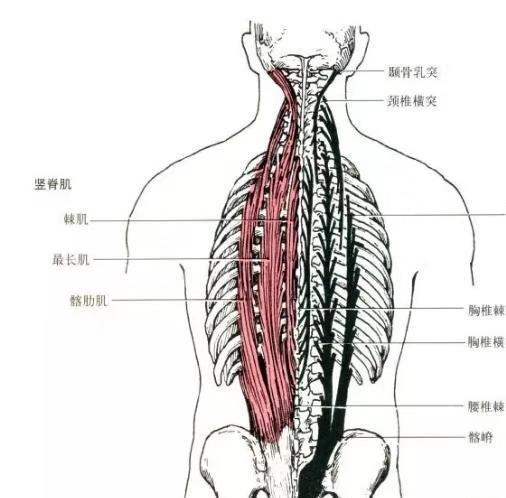 锻炼竖脊肌的方法,锻炼竖脊肌的方法与数据整合设计解析——UHD版22.12.25,实时数据解析_Pixel94.16.67