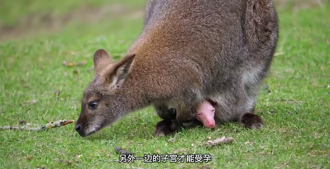 貉子皮是什么动物