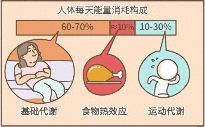 基础代谢率正常范围