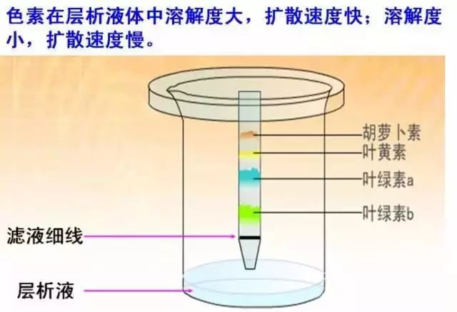 安全阀作用原理