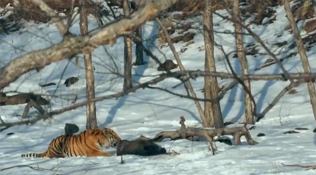 是的，目击者在路边拍到了野生东北虎捕食野猪的场景。野生东北虎是猫科动物中的佼佼者，它们拥有强大的力量和敏捷的身手，善于捕猎。野猪则是它们常见的猎物之一。在这样的场景中，野生东北虎展现出了它们的狩猎技巧和天赋本能。整个过程非常惊险刺激，也提醒人们要尊重自然、保护野生动物。