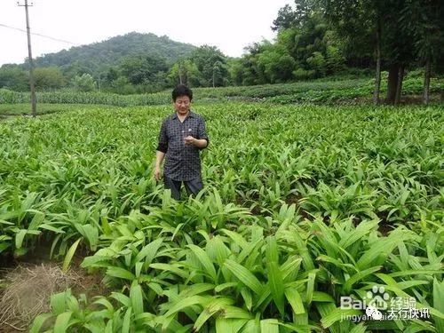 中药种植网官网