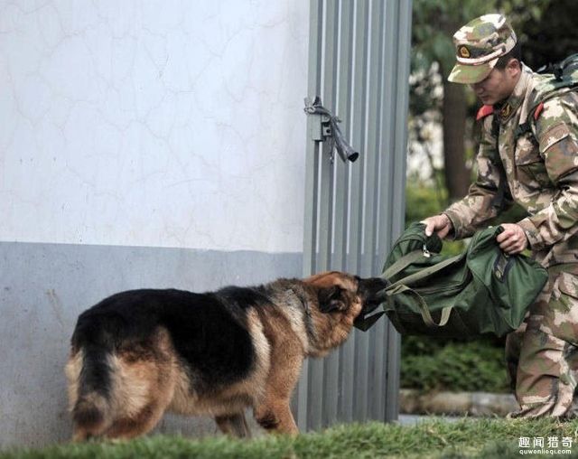 云南一警犬连续4周被基地“通报”