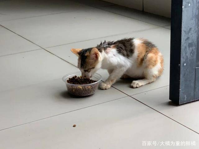 小区物业投毒捕杀流浪猫？物业回应