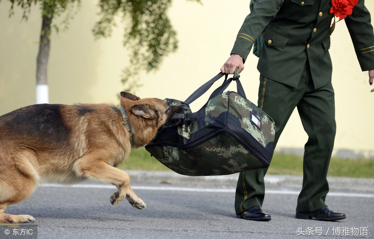 警犬从特警车伸出小脑瓜盯梢